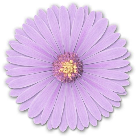 Light Flower Desktop Wallpaper Purple Res Light Purple Flowers Png By