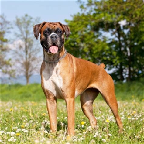 Boxer puppies, as the name may imply, are muscular and strong dog breeds that are extremely intelligent and adorable. Dog Zone: Dog Breeds, Photos & Information