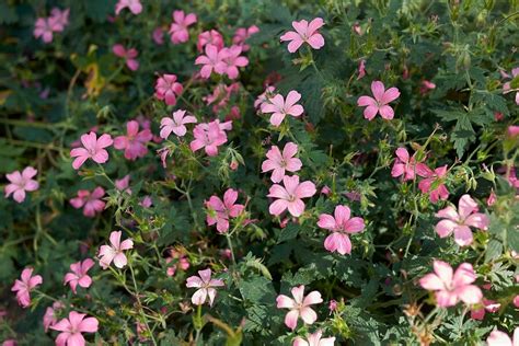 Planten En Andere Tips Tegen Muggen Buitenleven