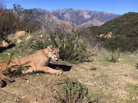 Mountain Lion Caught Prowling California Neighborhood Released Into