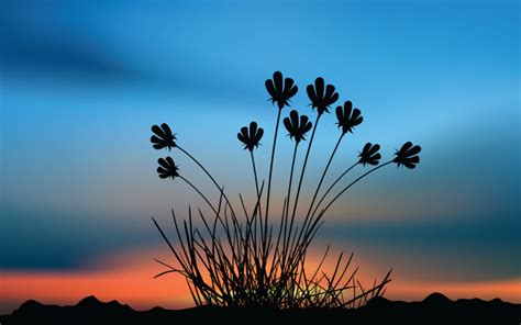 Sunset Flowers Landscape The Sky Wallpapers Photo 3586 Hd Stock