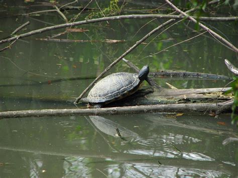 Turtle Free Stock Photo A Turtle In A Swamp 4692