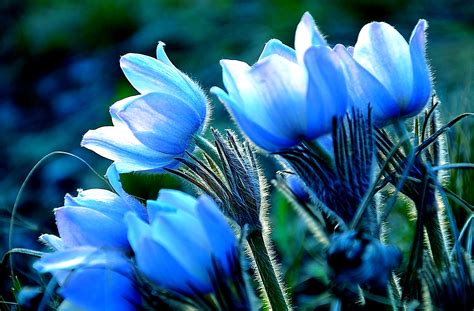 Blue Flowers Hd Wallpaper Background Image 2147x1413