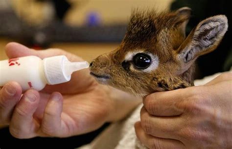 Omg Super Duper Cute Baby Giraffe Swoon Baby