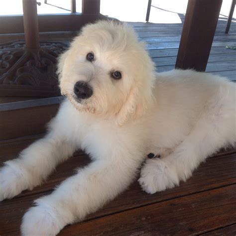 That one really cannot i've got a 7 year old australian shepard that has never had puppies. English Teddybear Puppies - Rubyleigh Designer Dogs