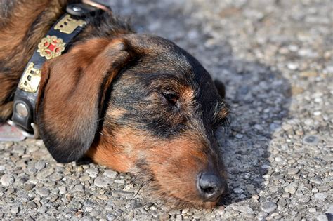 20 Best Foods For A Dachshund With Diarrhea Punchmantra