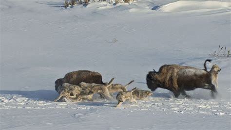 25 Strong Pack Of Timber Wolves Hunting Bison In Benvironment