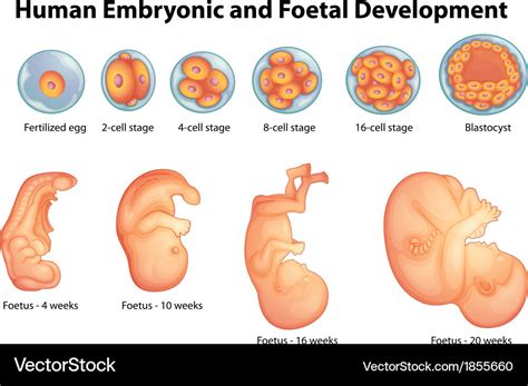 The Stages Of Embryo And Fetal Development My Xxx Hot Girl