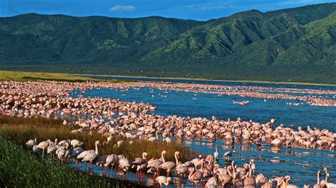 Discover The Rift Valley Lakes Nakuru Naivasha Andbeyond