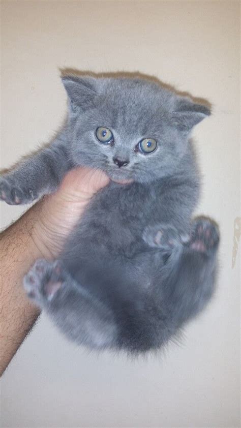 Blue British Shorthair Kittens For Sale London British Shorthair
