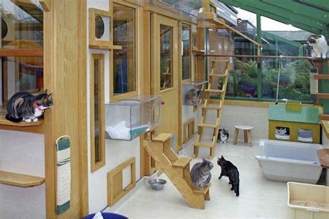 Chatterie Cat Room Cattery Cat Cages