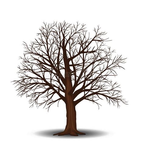 Oddzielny Drzewo Bez Liści Z Cieniem Ilustracja Wektor Ilustracja