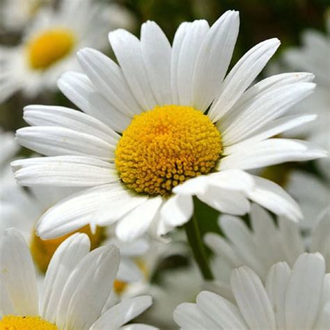 Shasta Daisy Flower Seeds Usa Garden Perennial Susan Etsy