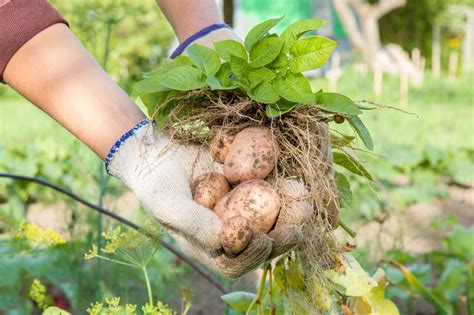 How To Grow Potatoes From A Potato