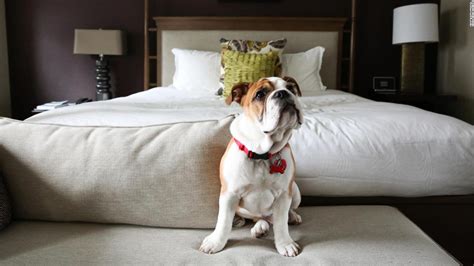 Pet Friendly Hotels 13 Of The Best Around The World Cnn Travel