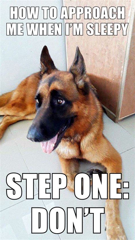 Pin By Tc Ares On Ares He Had Me At Woof German Shepherd Funny