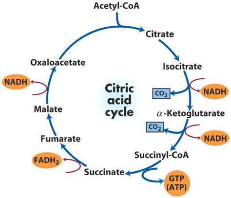 Krebs Cycle Cellular Respiration