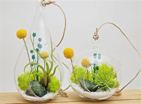 It's hard to wrap a terrarium though, so a diy kit is the perfect solution. The 9 Best DIY Terrarium Kits of 2017 | Essential Home and Garden