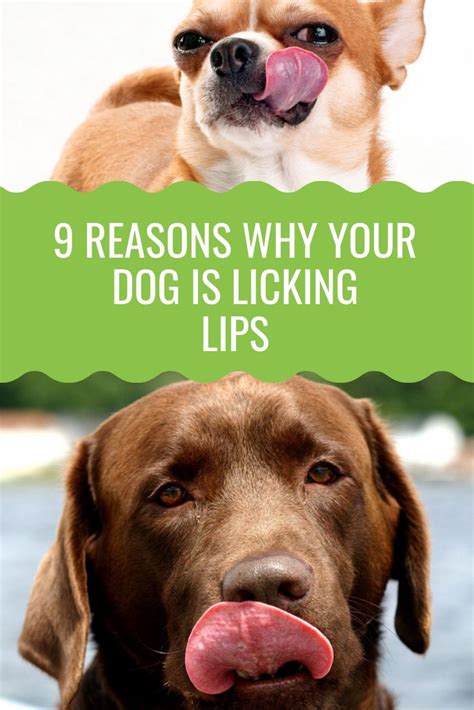 Dog Licking Lips Why Is Your Dog Constantly Doing It Barking