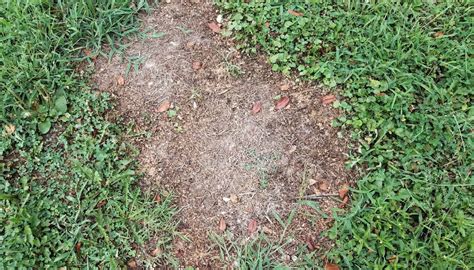 How To Remove Dead Grass From Lawn 4 Methods To Try