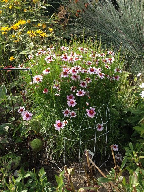 Photo Of The Entire Plant Of Pink Tickseed Coreopsis Rosea Heavens