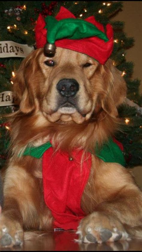 Keystone puppies does not house, purchase, raise, or accept funds for puppies. Golden Retrievers love to dress up for Christmas too! | Christmas puppy, Pet holiday, Christmas ...