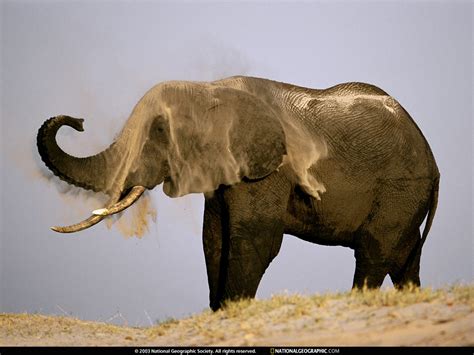 National Geographic Wallpaper African Elephant 아프리카코끼리 Image Only