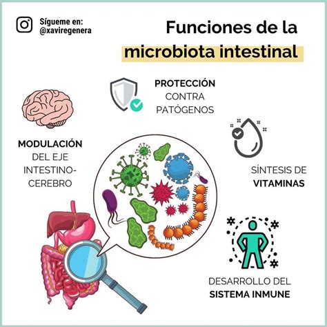 Que Es La Microbiota Intestinal Y Cual Es Su Funcion Images