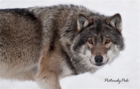 The Grey Wolf Canis Lupus By Picturebypali On Deviantart
