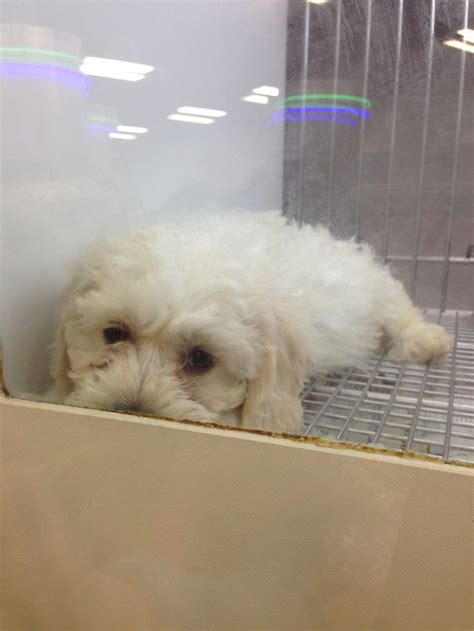 This Is A Adorable Puppy I Saw At The Pet Store Cute Puppies