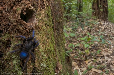 New Species Of Tarantula Discovered In South America Is Beautiful