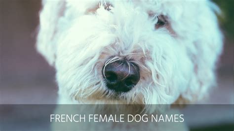 Ultimate List Of The Top 300 French Dog Names Cajun Cute Popular