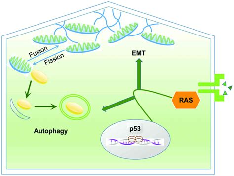 Regulation Of Autophagy And Emt By The Interplay Between P53 And Ras