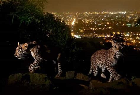 Leopards In Light Nat Geo Photographer Gives Mumbaikars A Rare Glimpse Of Their Feline