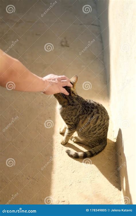 Petting A Cat Stock Image Image Of Feline Selective 178349805