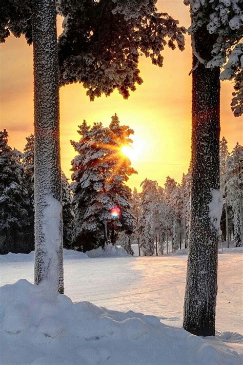 Pin By Alison Lawhead On Tree ♥ Winter Scenes Winter Wonder