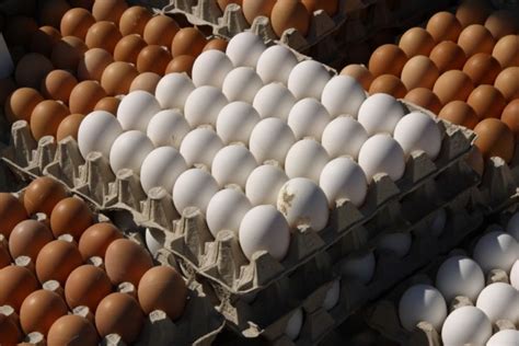 Conewafer Raw Materials Egg Products