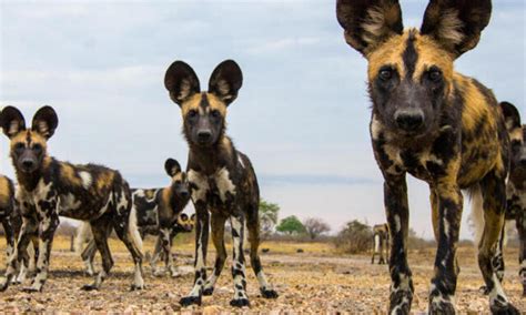 African Wild Dog | Species | WWF