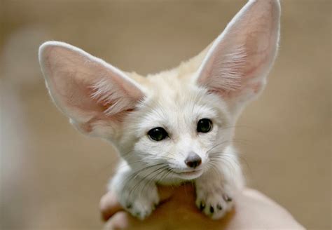 Mindblowing Planet Earth Fennec Fox The Most Cute Animal In The World