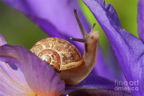 Cute Garden Snail On Purple Flower Photograph By Simon Bratt Pixels