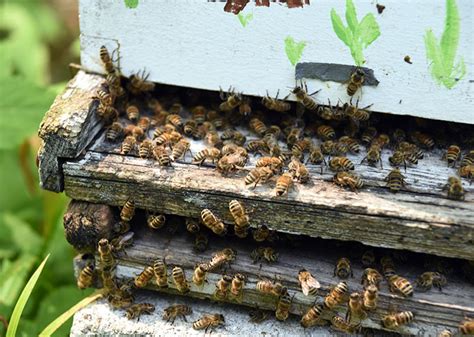 Top Notch Bee Control Services In Glendale Arizona