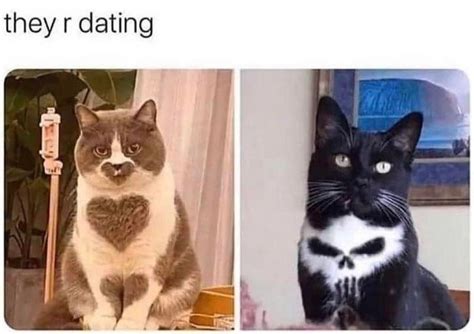 Cat Couple Meme By Whitelies Memedroid