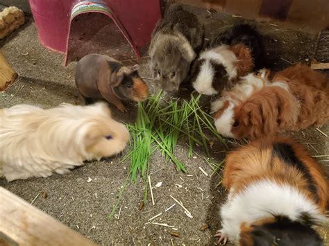 Guinea Pig Herd Dynamics: When the Matriarch Passes | Small Pet Select