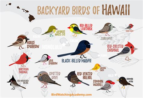 Backyard Birds Of Hawaii Bird Watching Academy