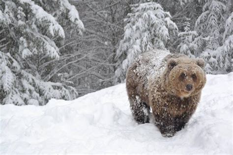 Már 13 medve alszik téli álmot Szinevéren | Kárpátalja