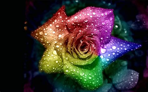 Rainbow Flower Wallpaper 58 Images