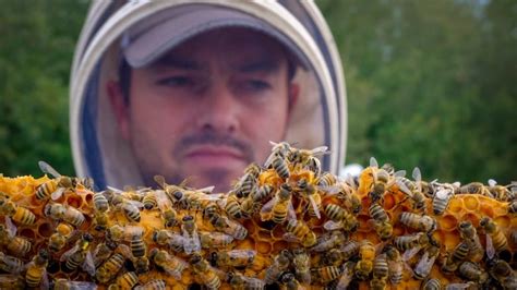 Canadian Beekeepers Face Plummeting Honey Prices As Harvest Wraps Up Cbc News