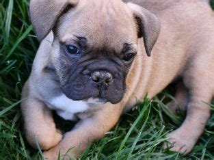 👉 male or female frenchton / french bulldog? French Bulldog Litter - 2 male and 3 female puppies ...