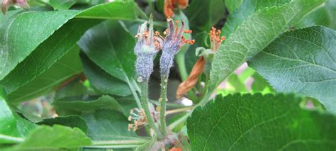 Maybe you would like to learn more about one of these? Fire Blight | WSU Tree Fruit | Washington State University