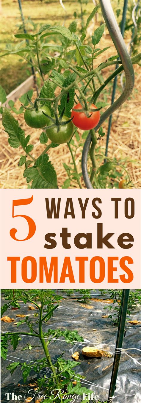 The 5 Best Ways To Stake Your Tomatoes Tomato Garden Tomato Cages